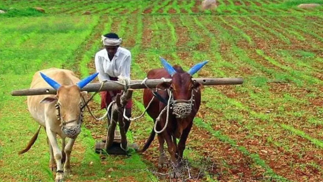 यंदा शेतकऱ्यांची दिवाळी गोड! ‘या’ शेतकऱ्यांच्या खात्यात जमा होणारं तब्बल 139 कोटी, पाहा यादीत तुमचं नाव Agricultural Fund